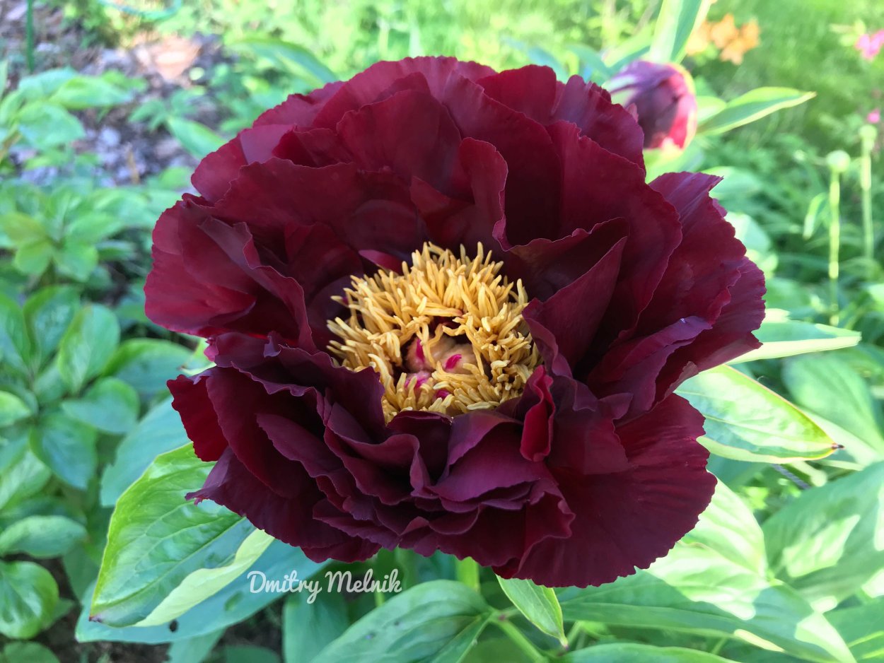 Пион сорт Джон Гарвард