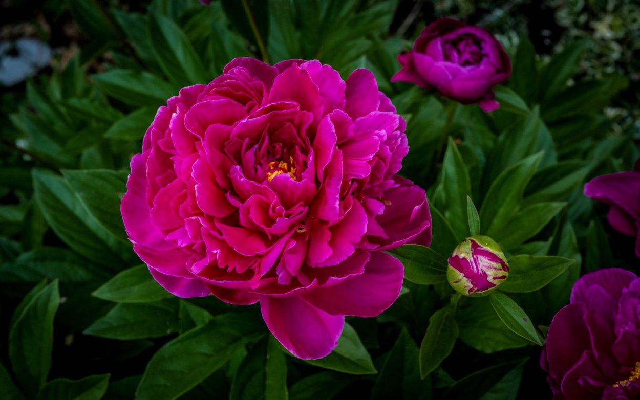 Пион Эльза Брабант