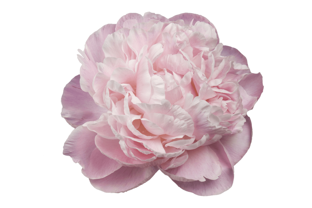 Пион древовидный Юник Краун