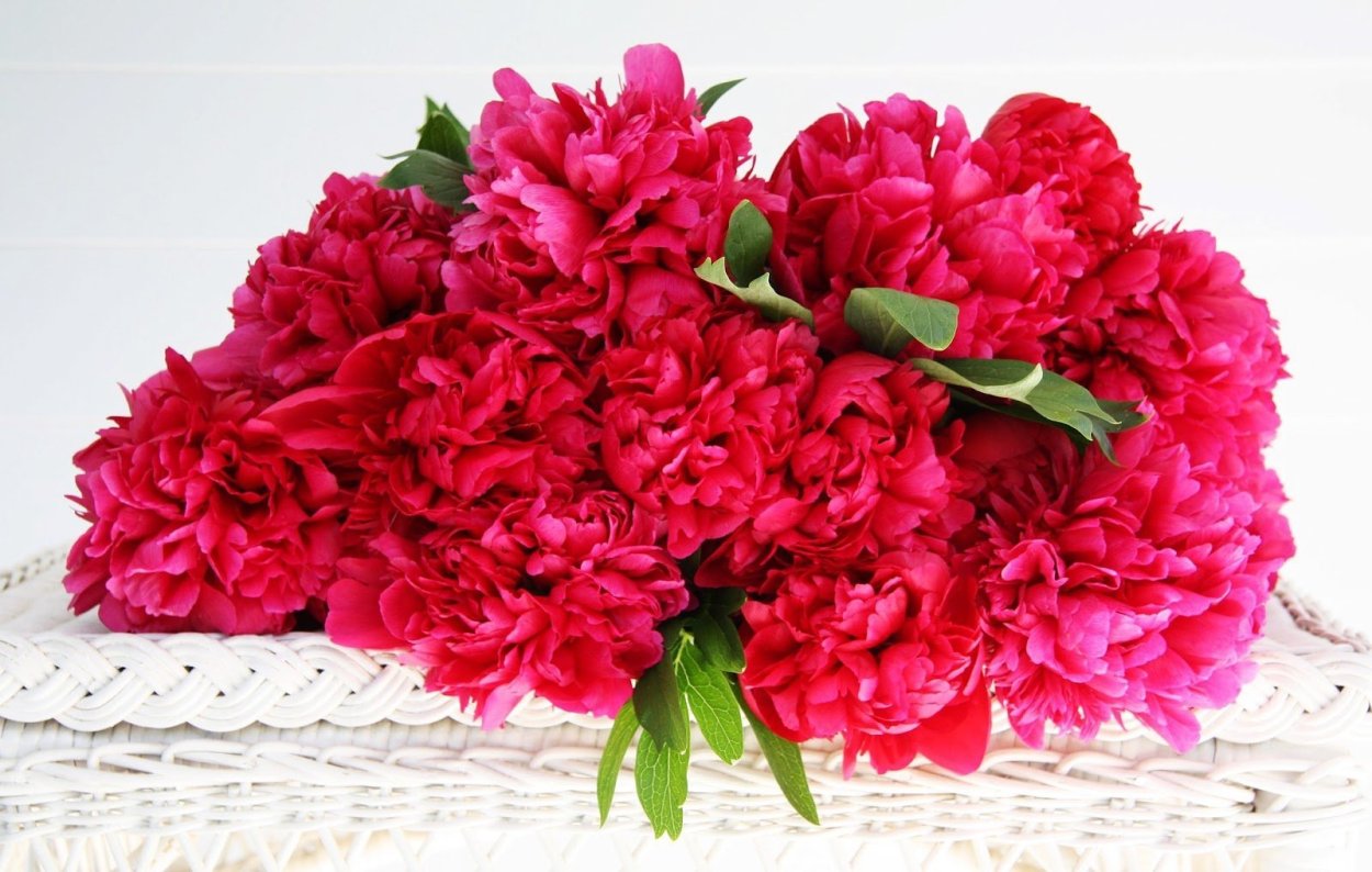 Пионы aesthetic