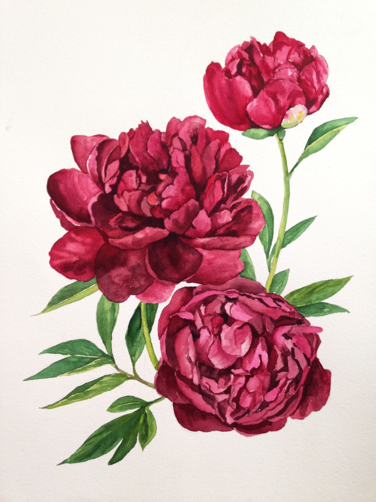 Пион Флауэр Кинг