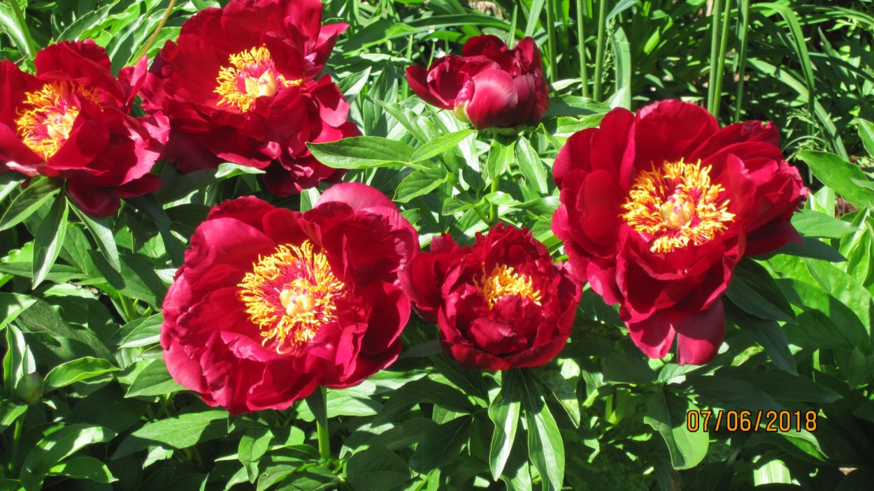 Пион Гарден Роуз