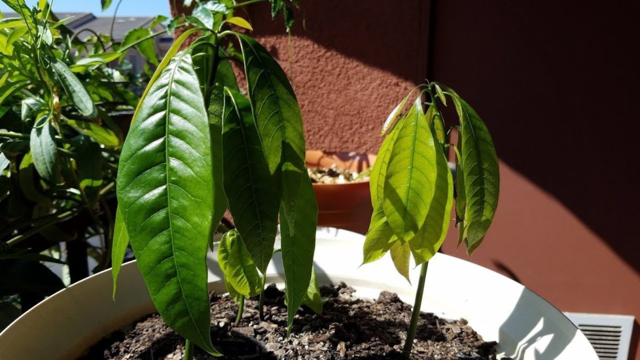 Манго дерево молодое