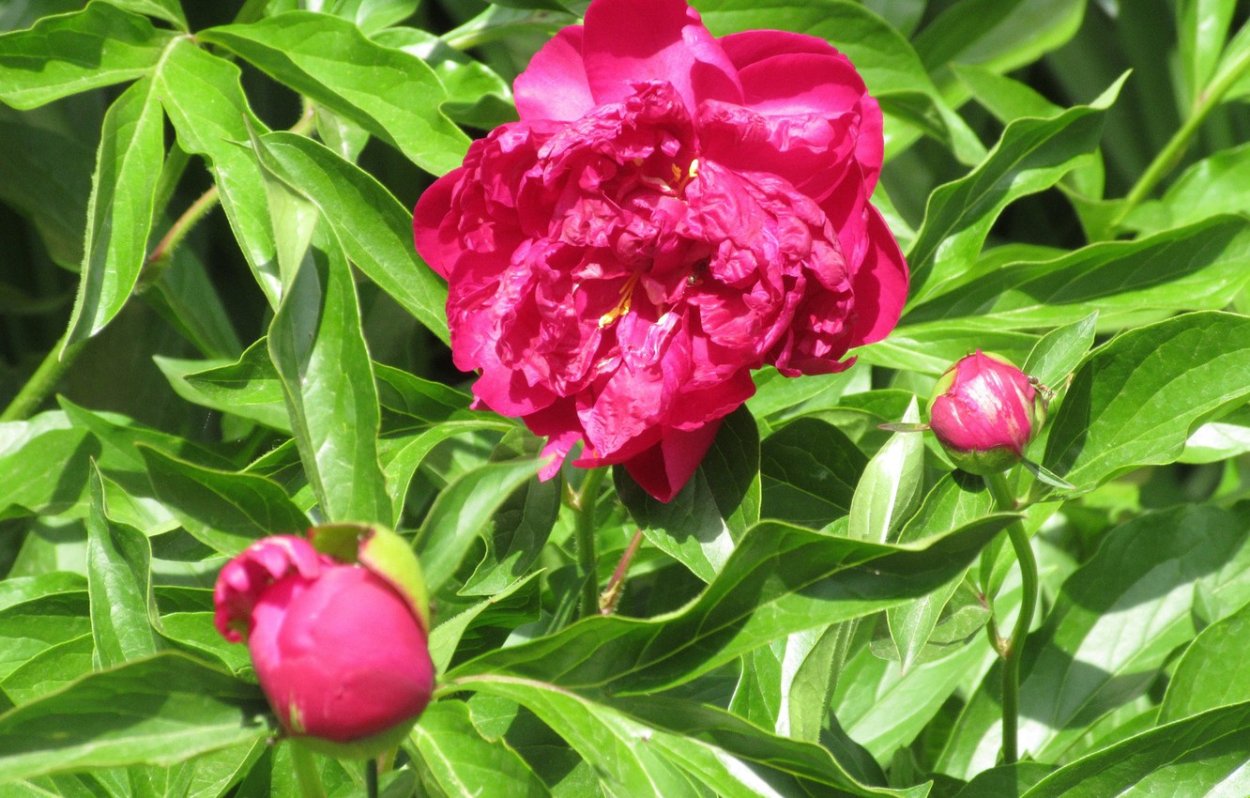 Пионы Эстетика