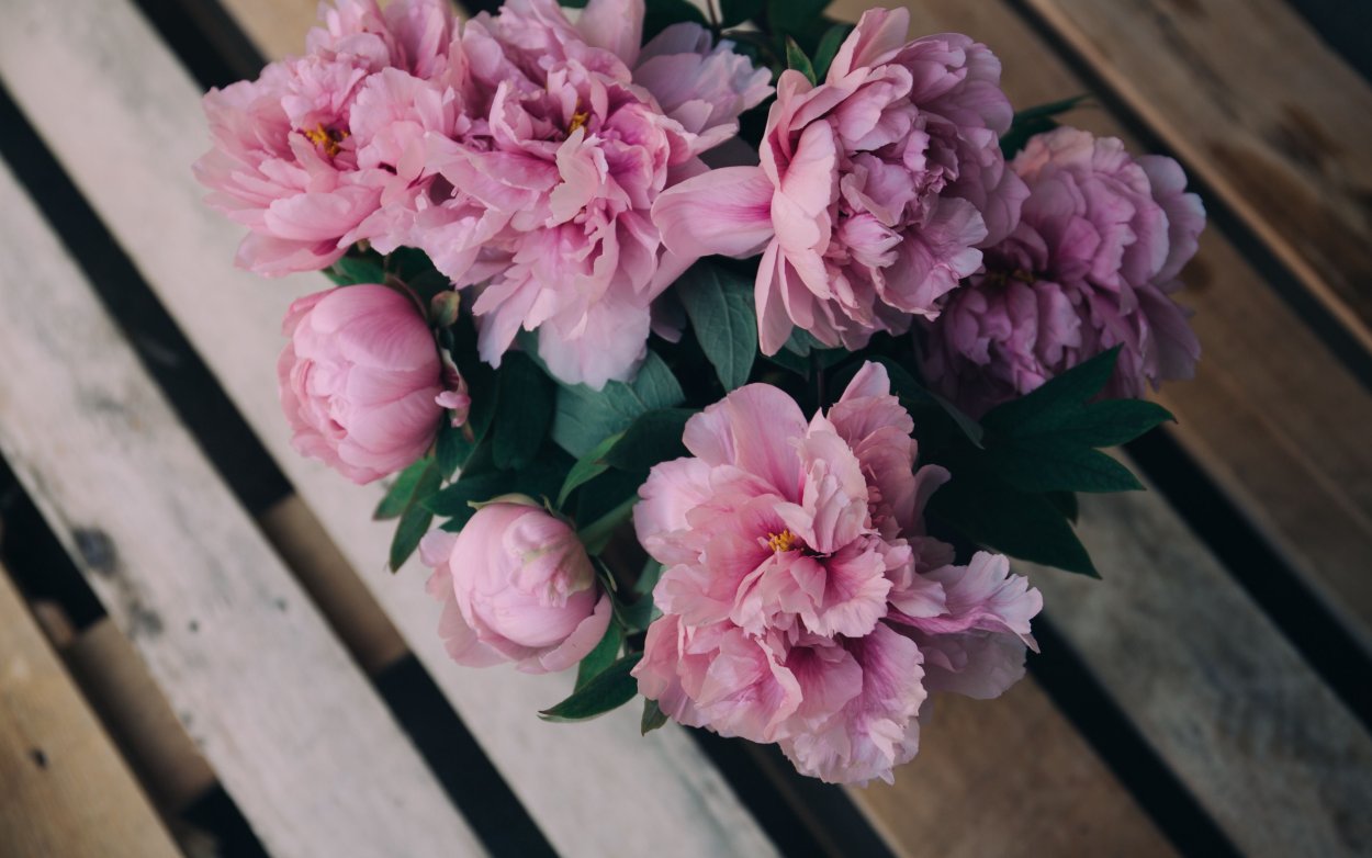 Пион сувенир де Гаспар Кало