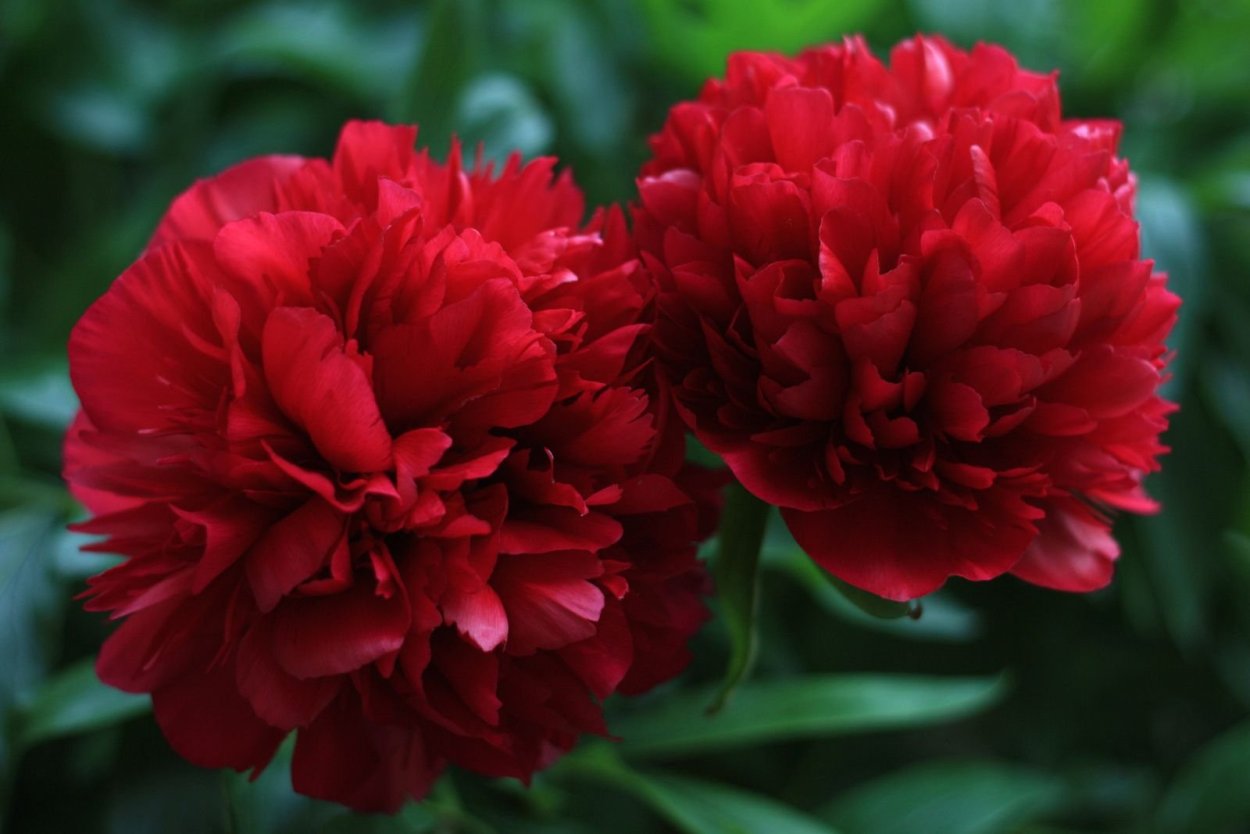 Пионы на белом фоне