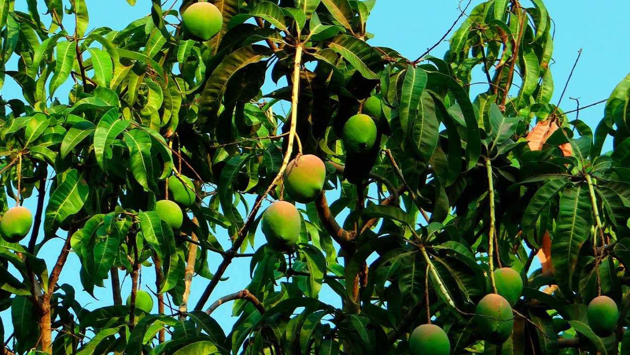 Манго дерево в домашних условиях