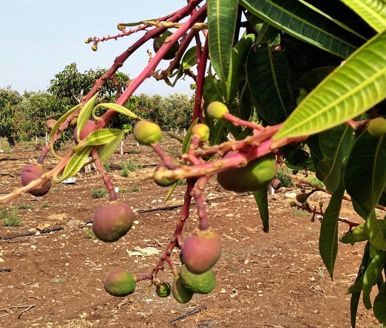 Карликовое манго дерево
