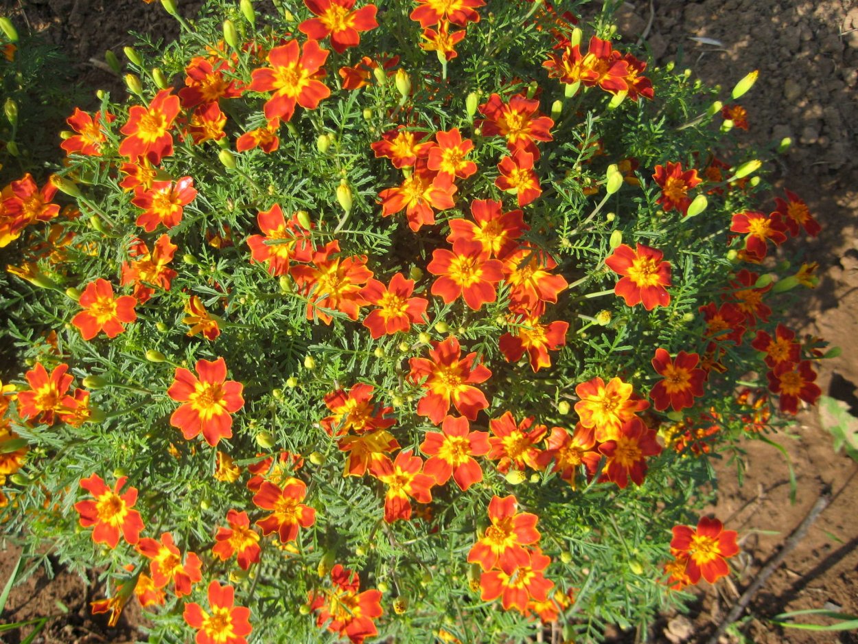 Бархатцы мелколистные Лимпопо