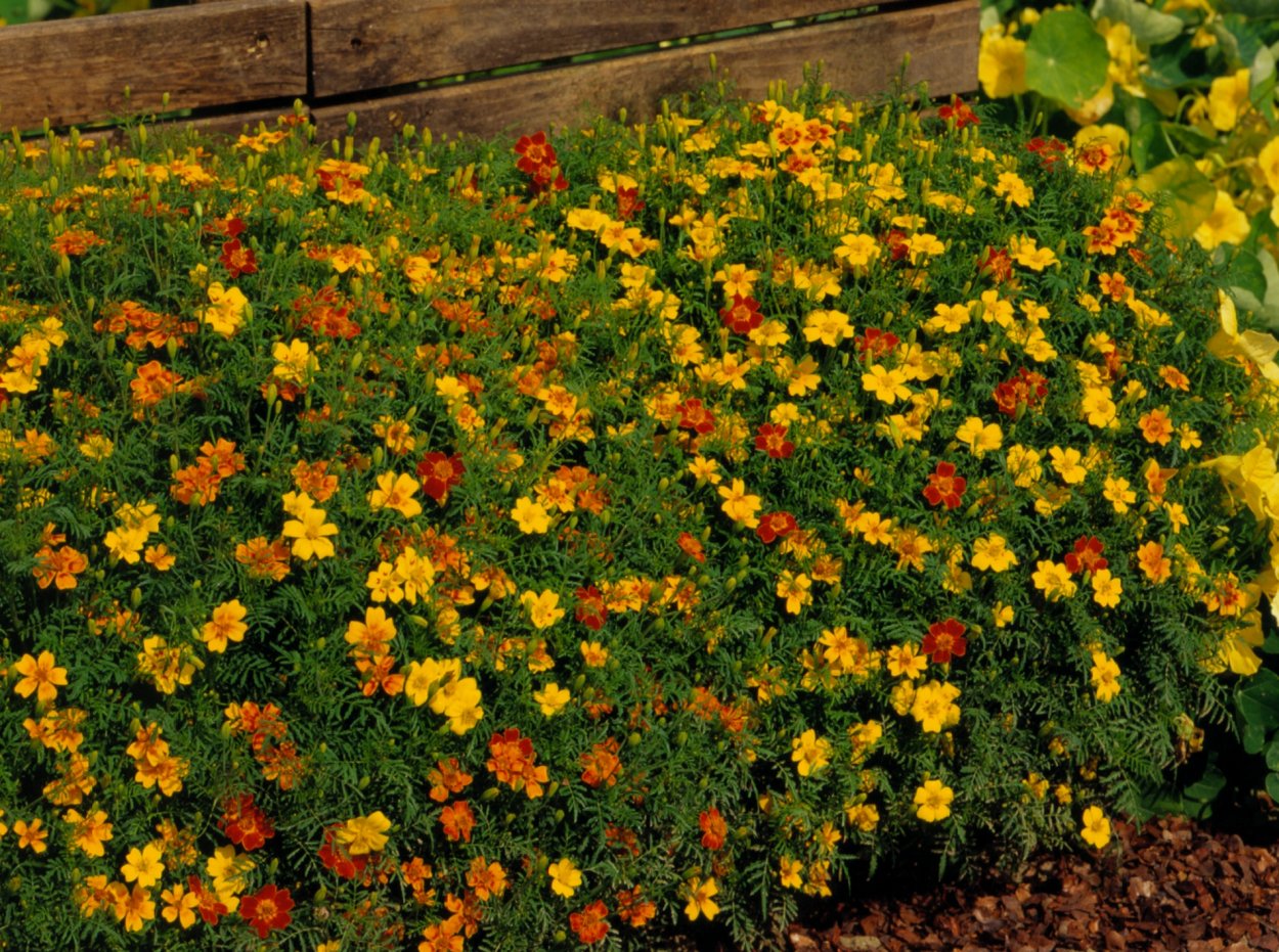 Бархатцы тонколистные Старфайер микс