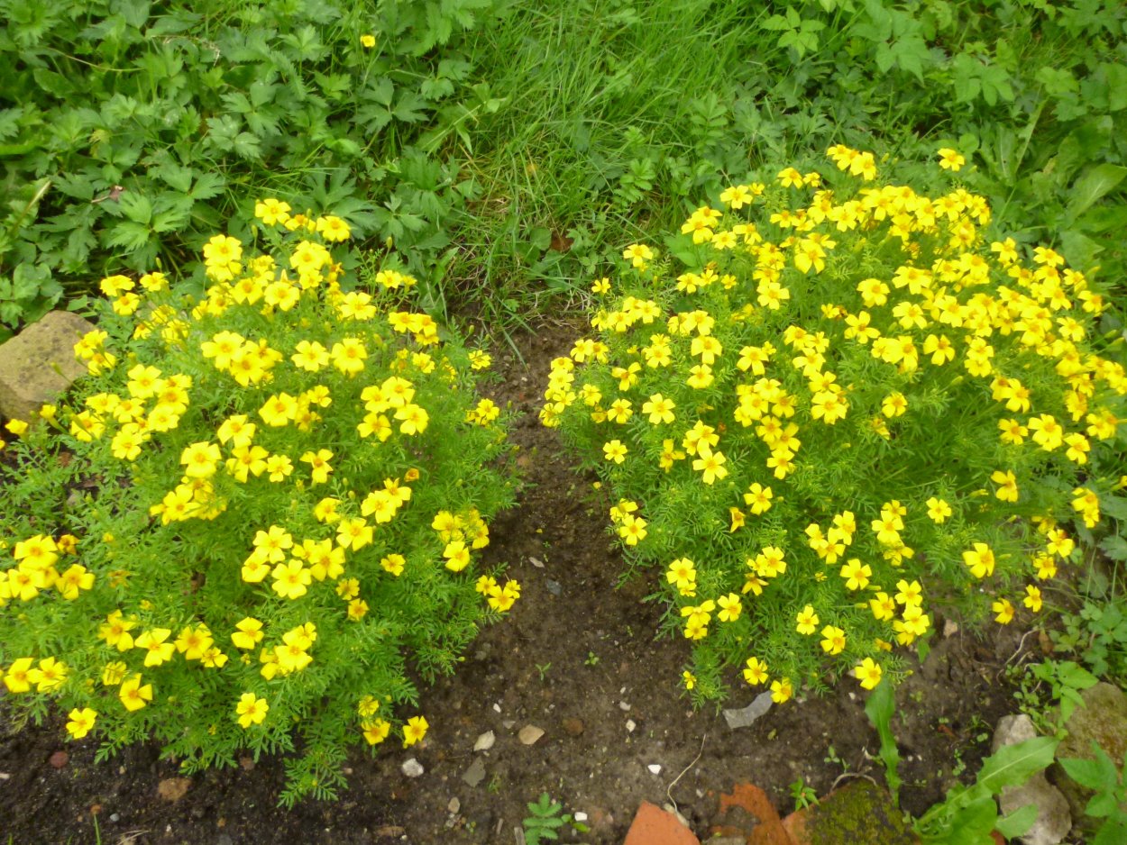 Бархатцы тонколистные Старфайер