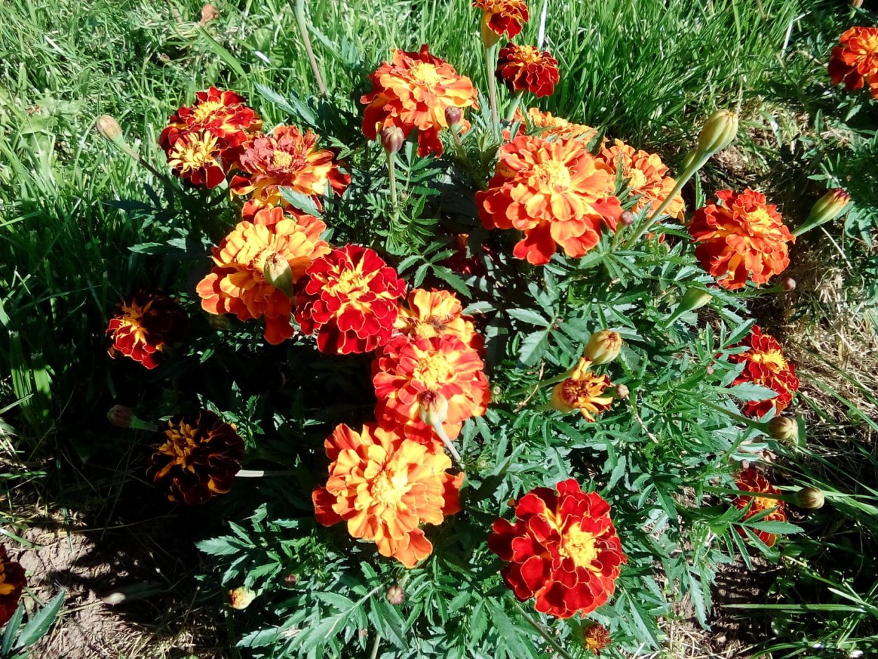 Бархатцы Дискавери оранж