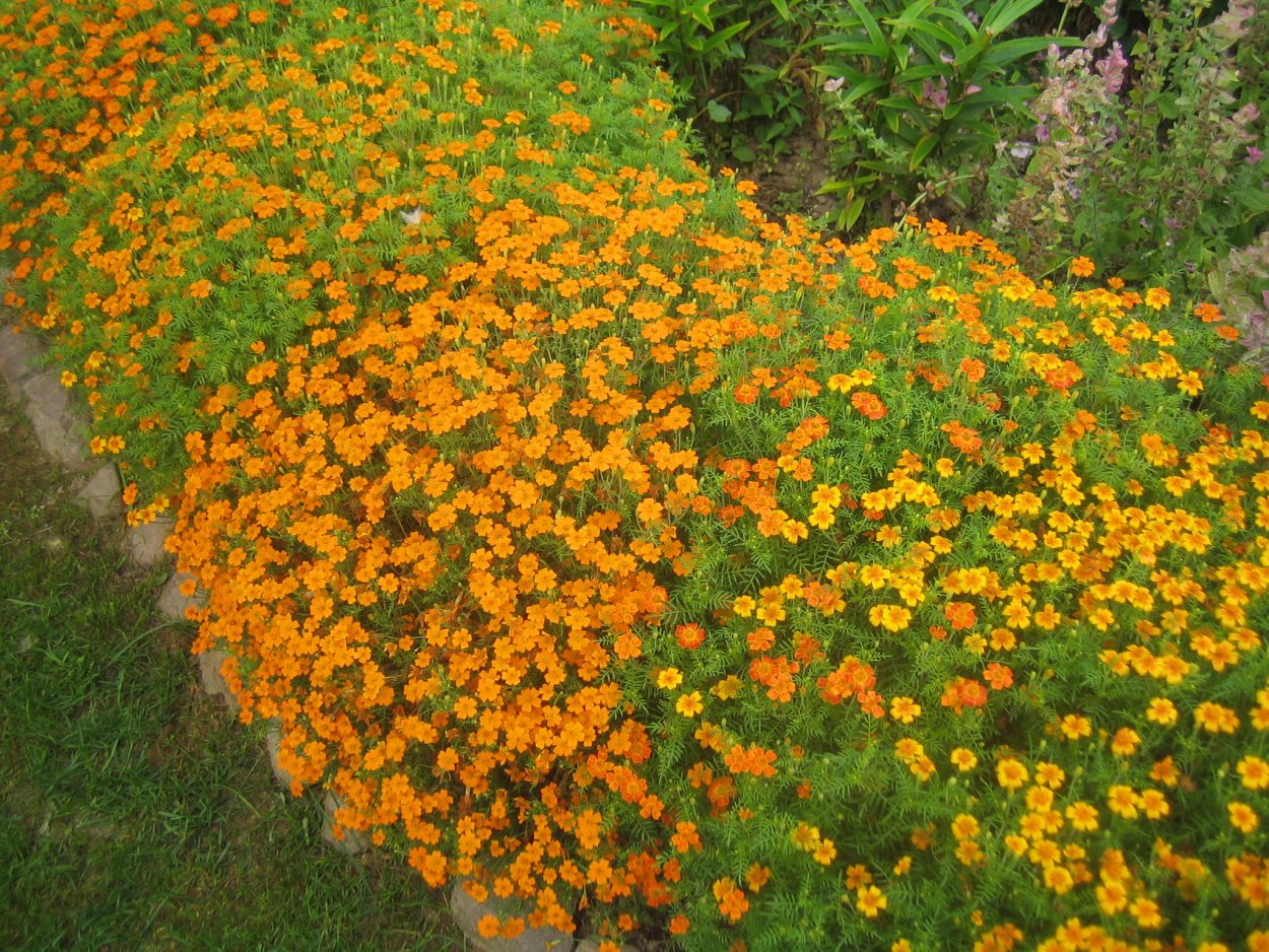 Тагетес тонколистный