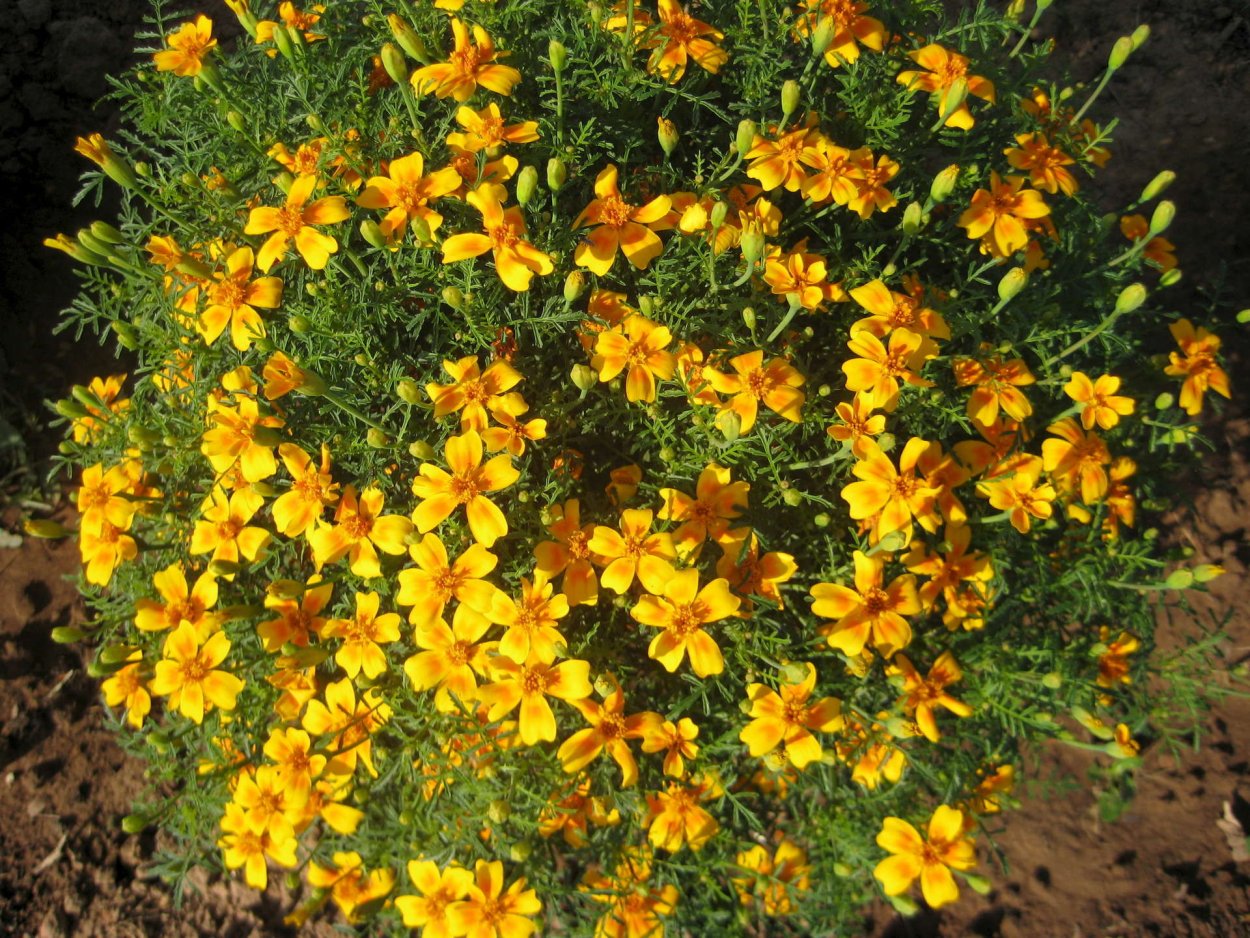 Бархатцы тонколистные Мимимикс