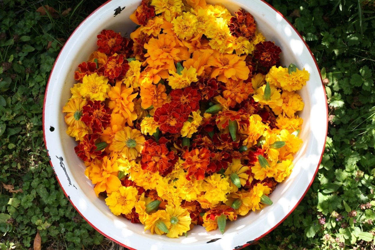 Бархатцы прямостоячие махровые