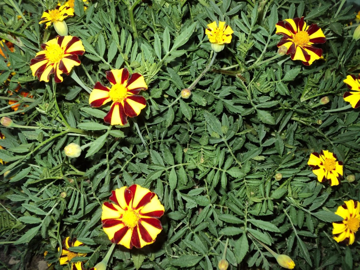 Бархатцы кустовые