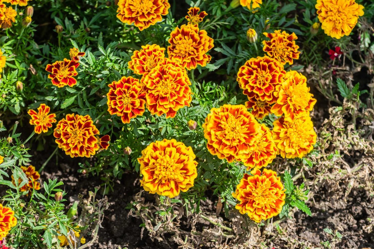 Линней бархатцы