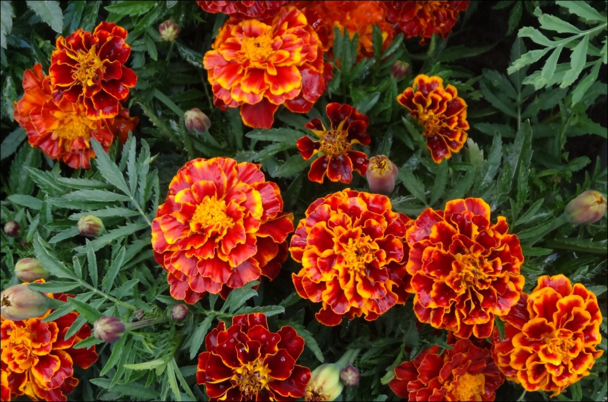 Бархатцы чернобривцы