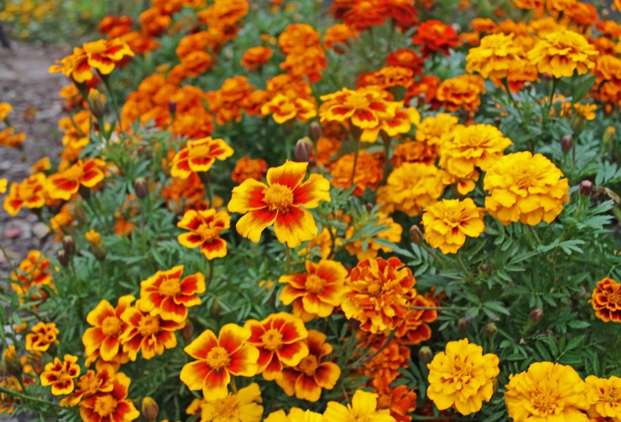 Бархатцы бурке Гольд