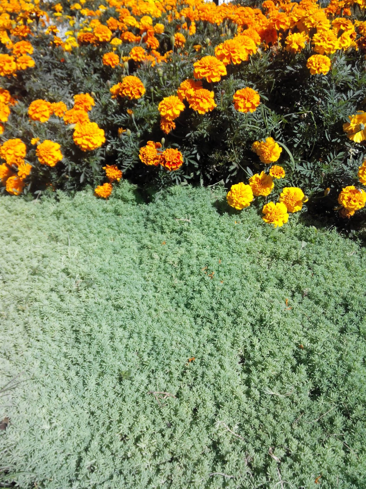 Бархатцы отклоненные Дюранго ред