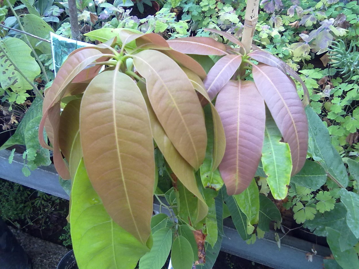 Авокадо из косточки плодоносит