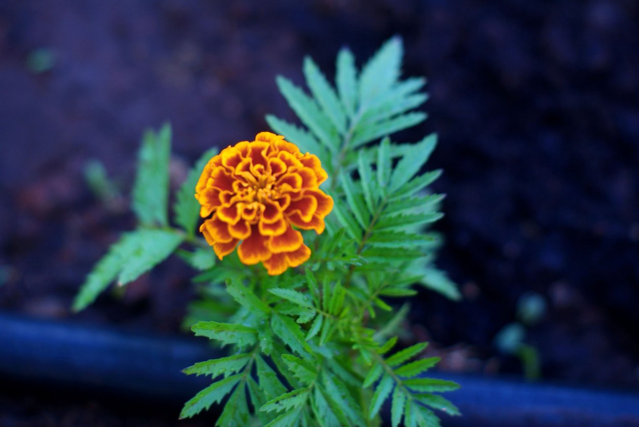 Тагетес Мари Хелен