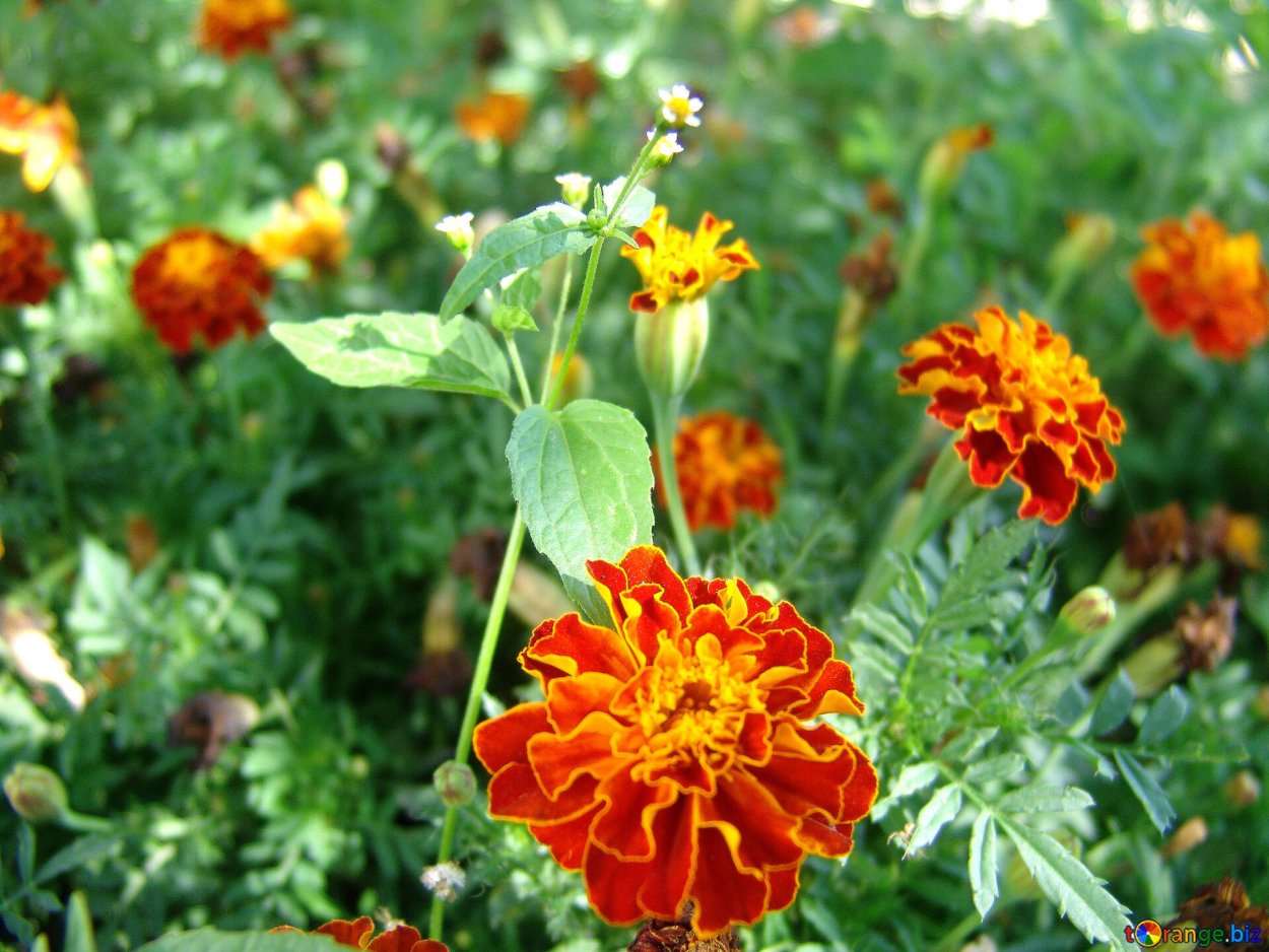 Бархатцы Safari Scarlet