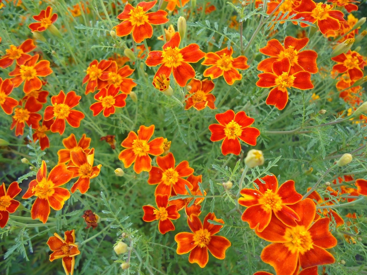 Бархатцы тонколистные Мимимикс