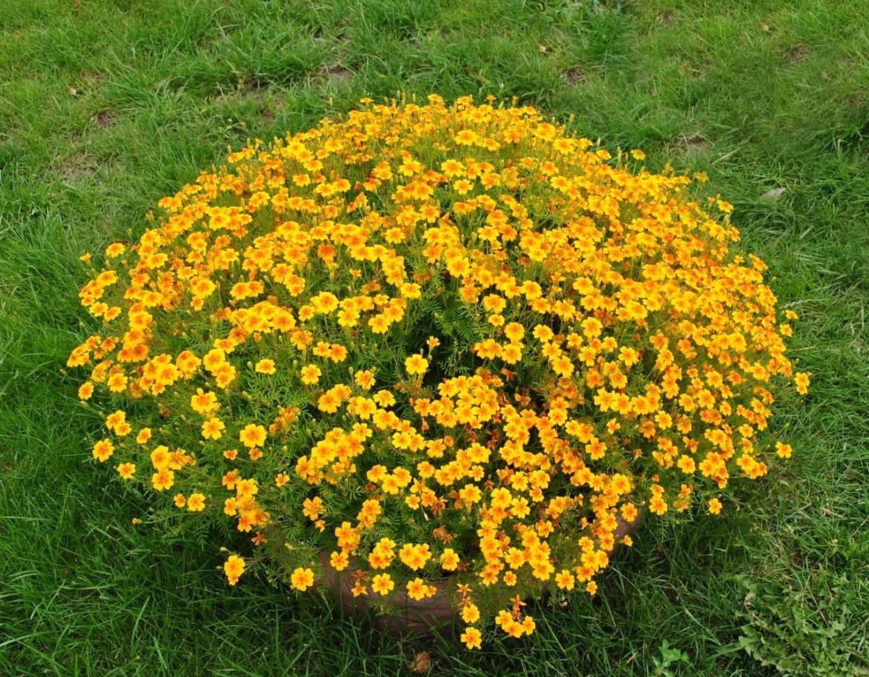 Бархатцы Мимимикс