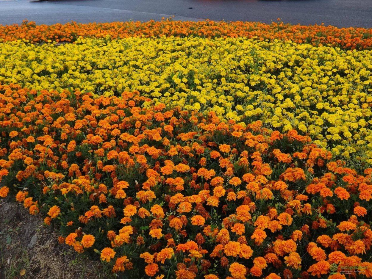 Бархатцы Петит оранжевый