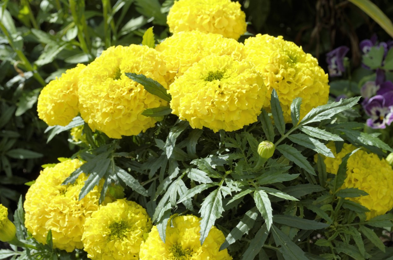 Портулак, настурция , бархатцы