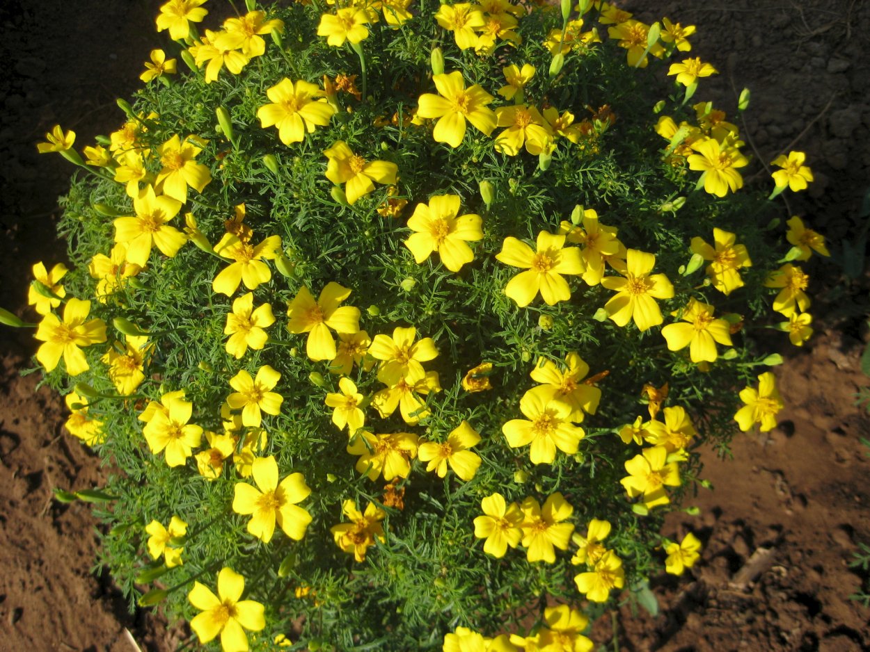 Бархатцы тонколистные паприка