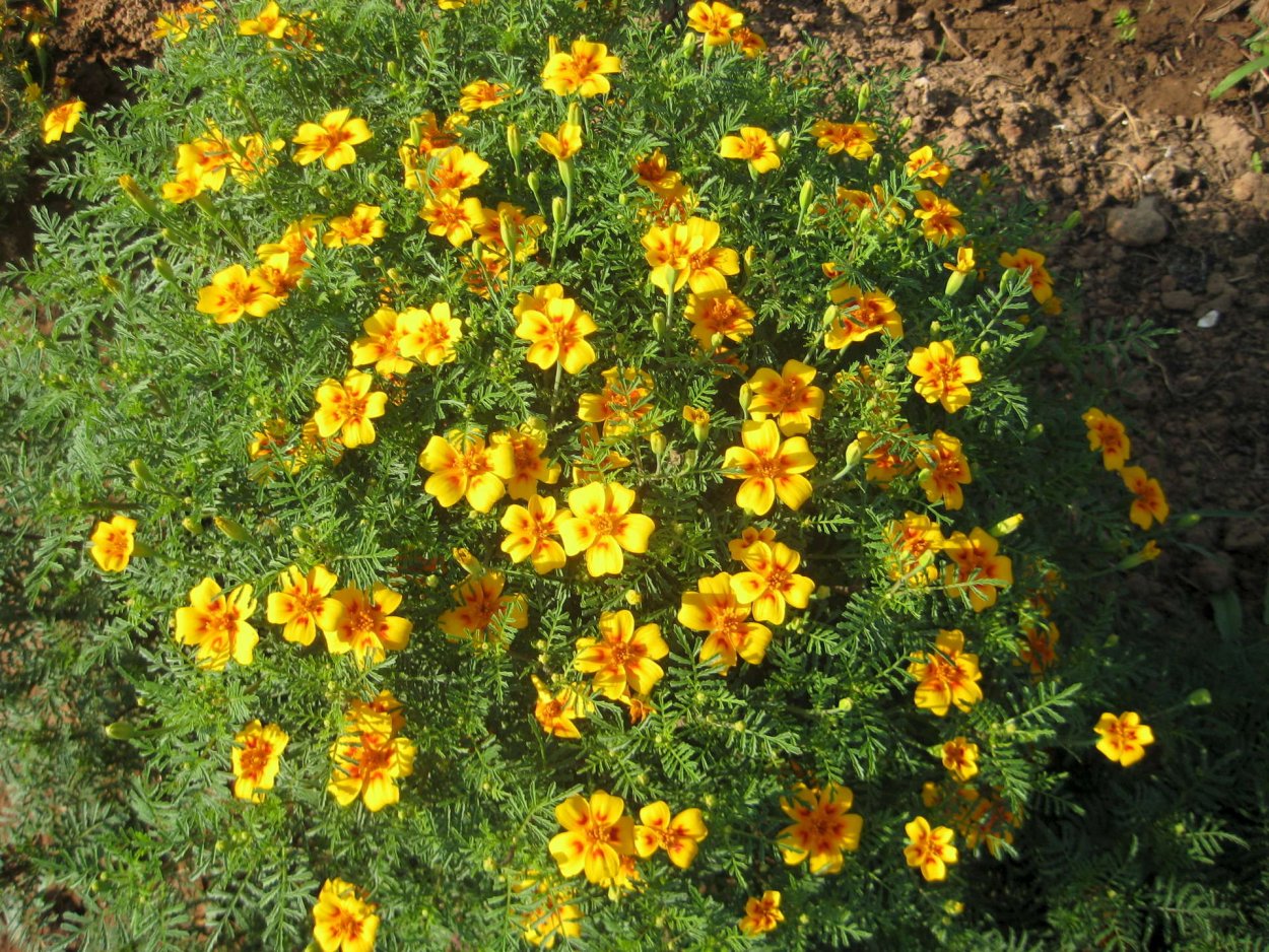 Альтернариоз бархатцы