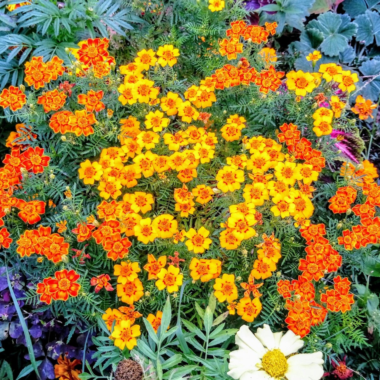 Бархатцы сорт Арлекин