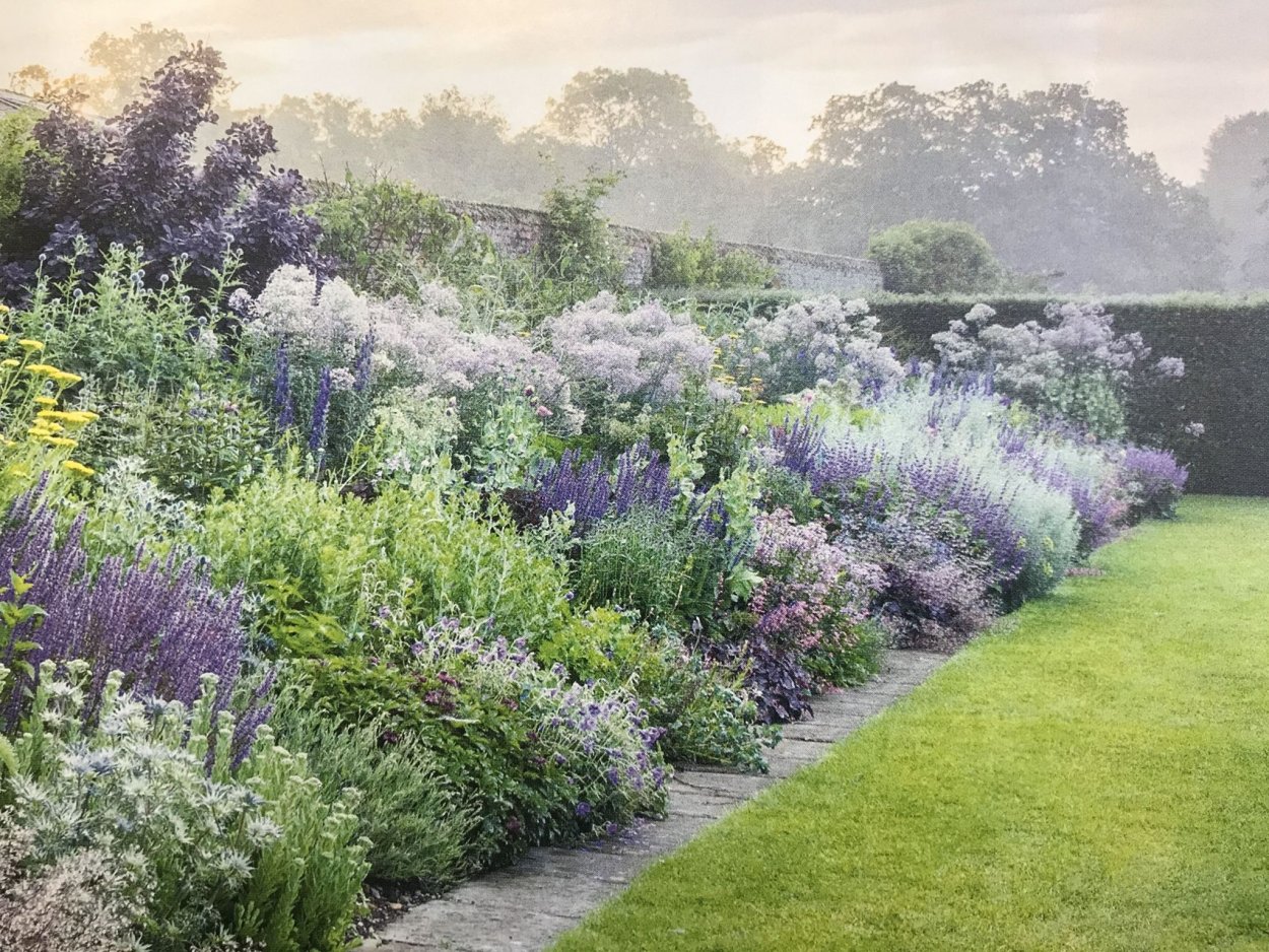 Шалфей Дубравный Карадонна