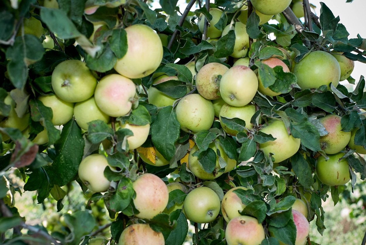 Пепин Литовский