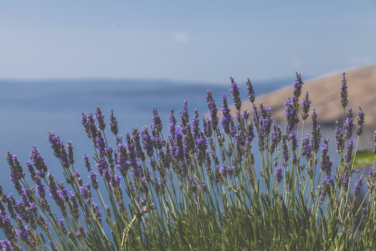 Хвойная клумба с туями Смарагд