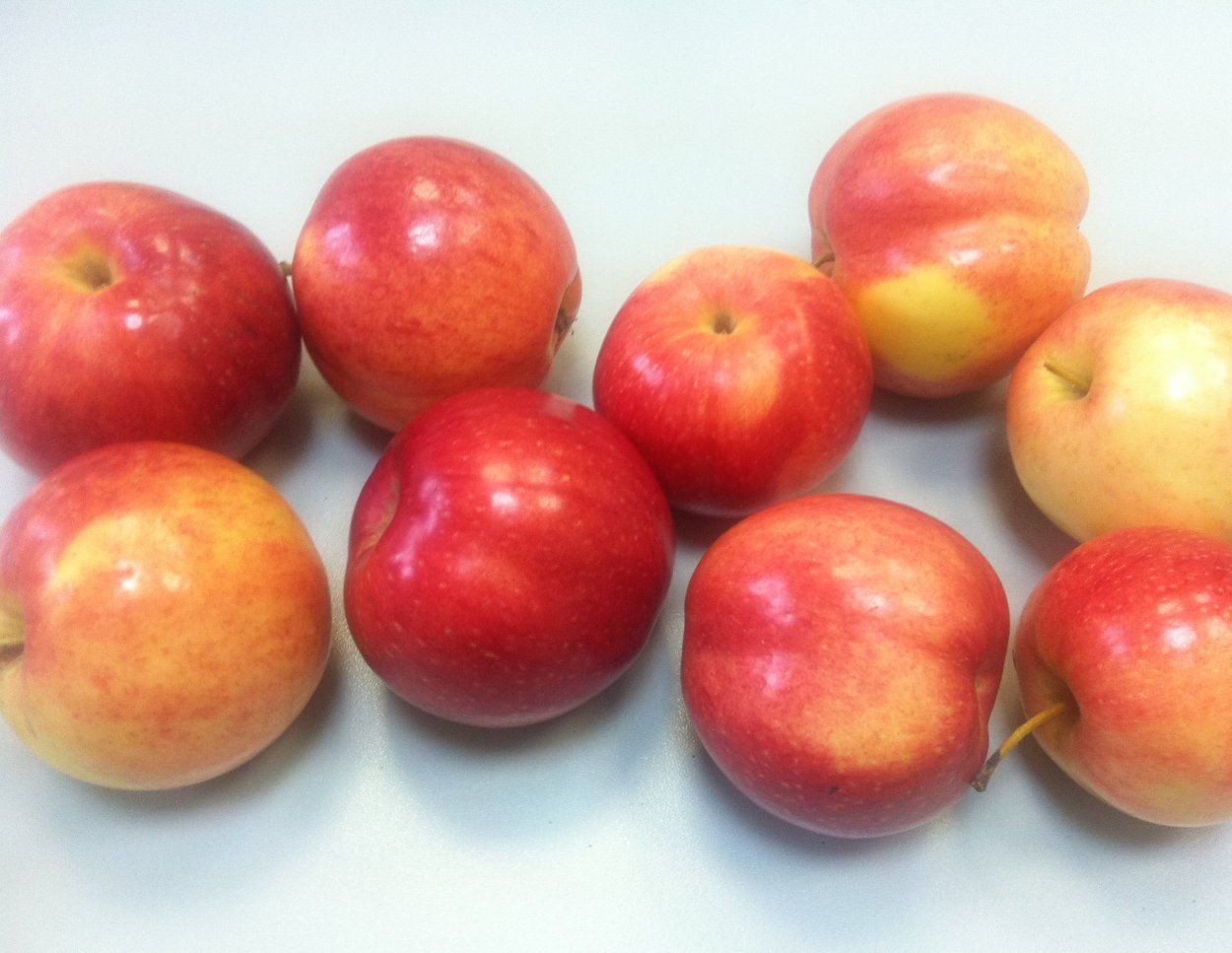 Яблоня Кальвиль снежный