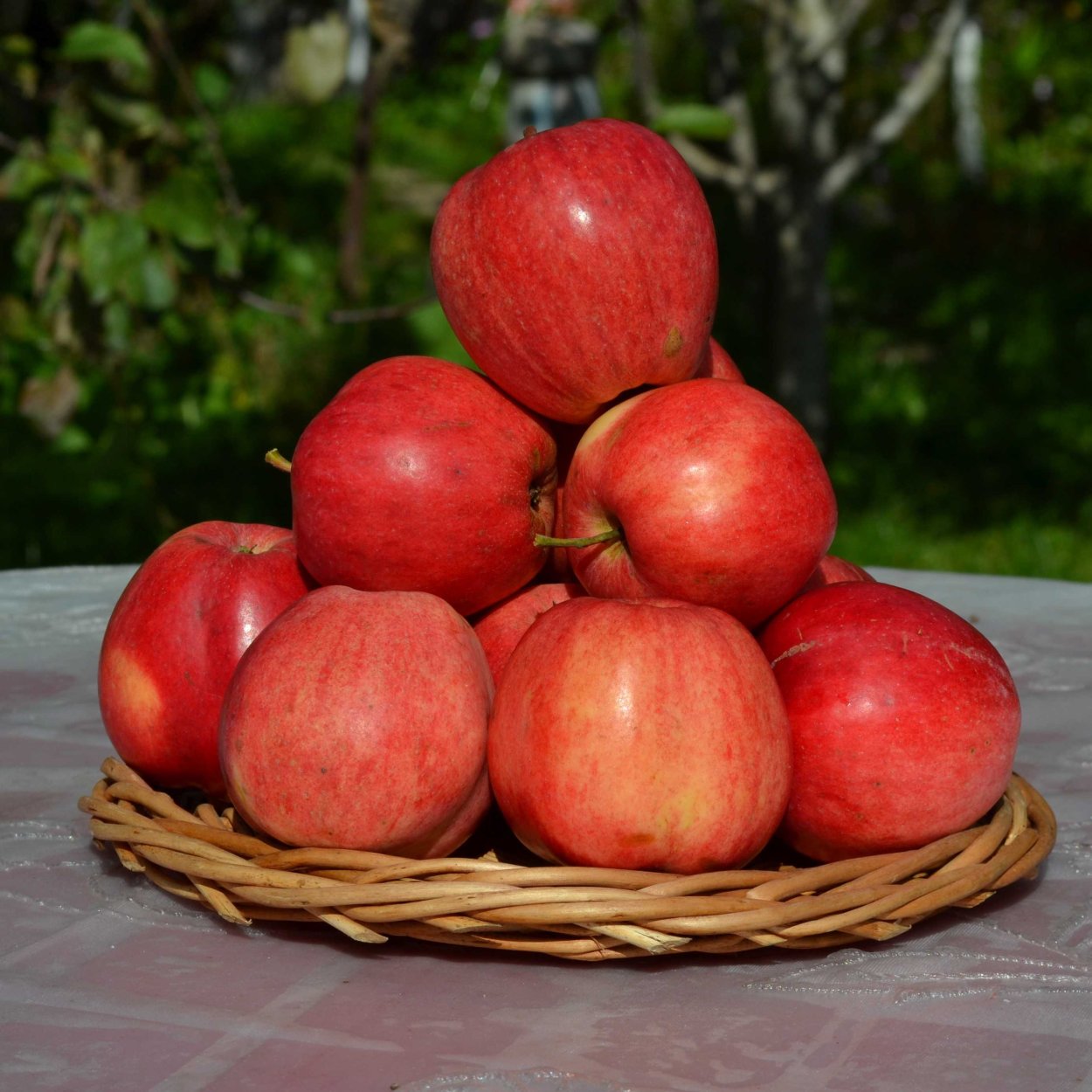 Яблоня Пепин Литовский