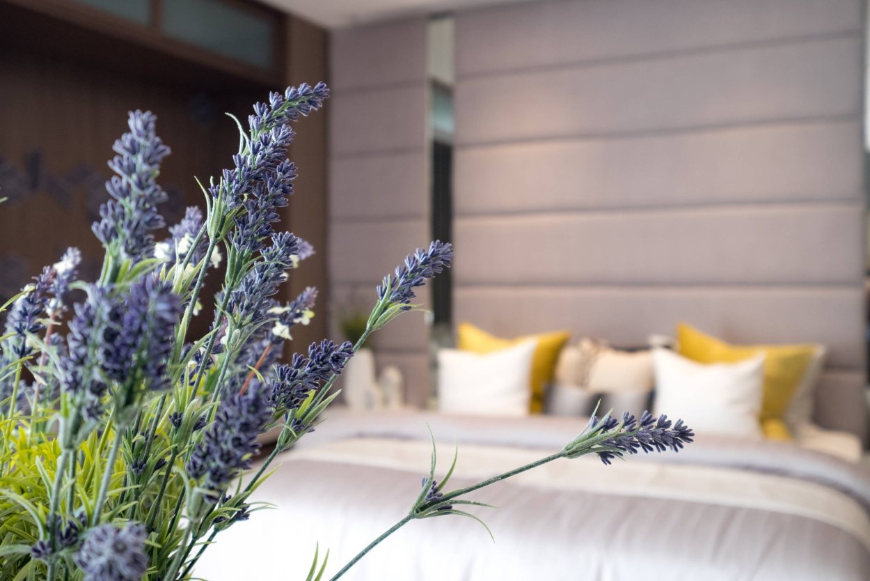 Лаванда голландская