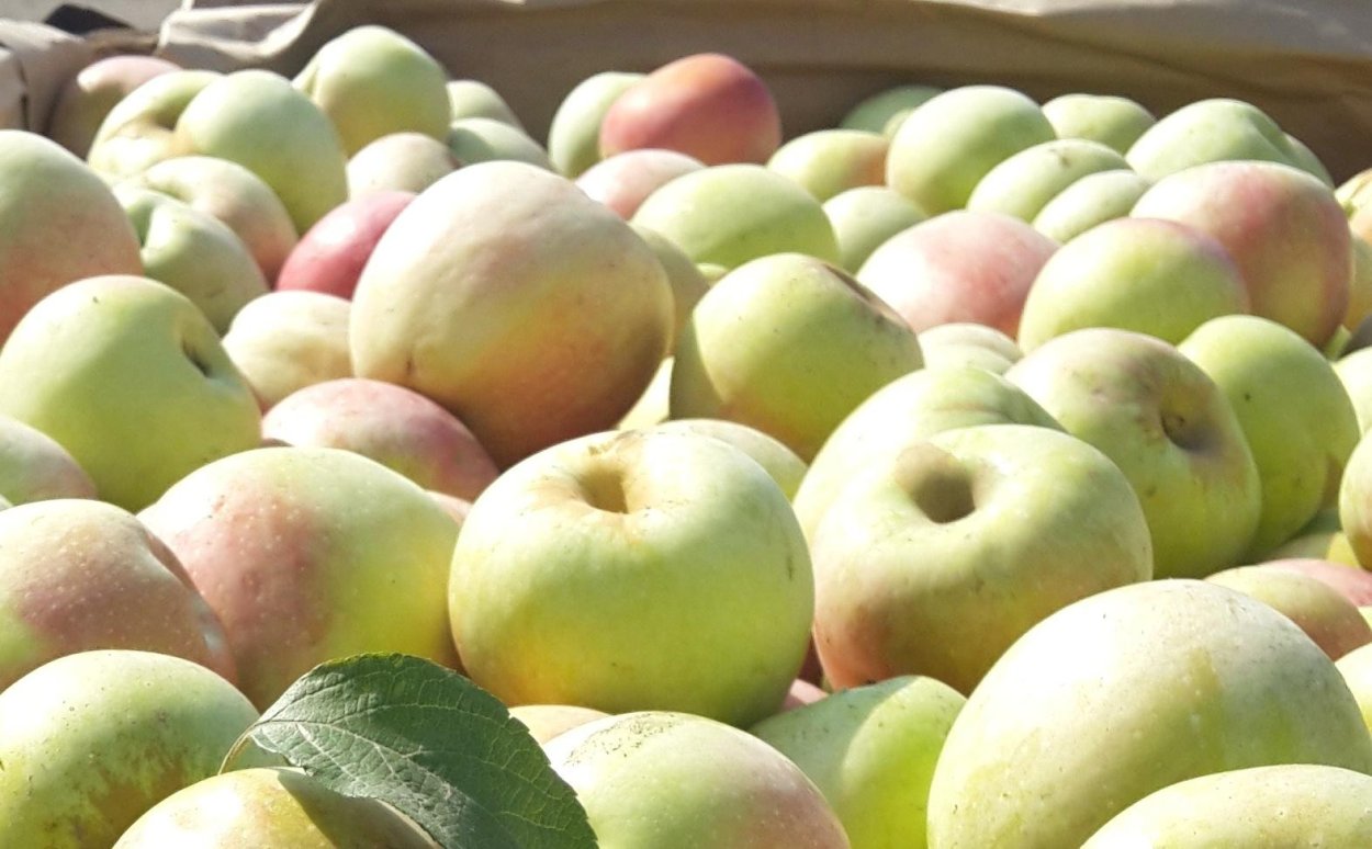 Моченые яблоки