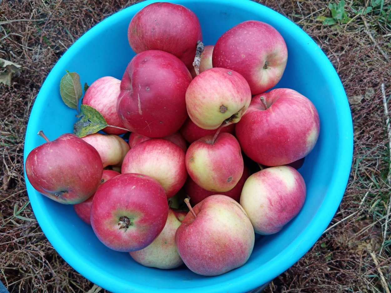 Яблоко Пепин шафранный