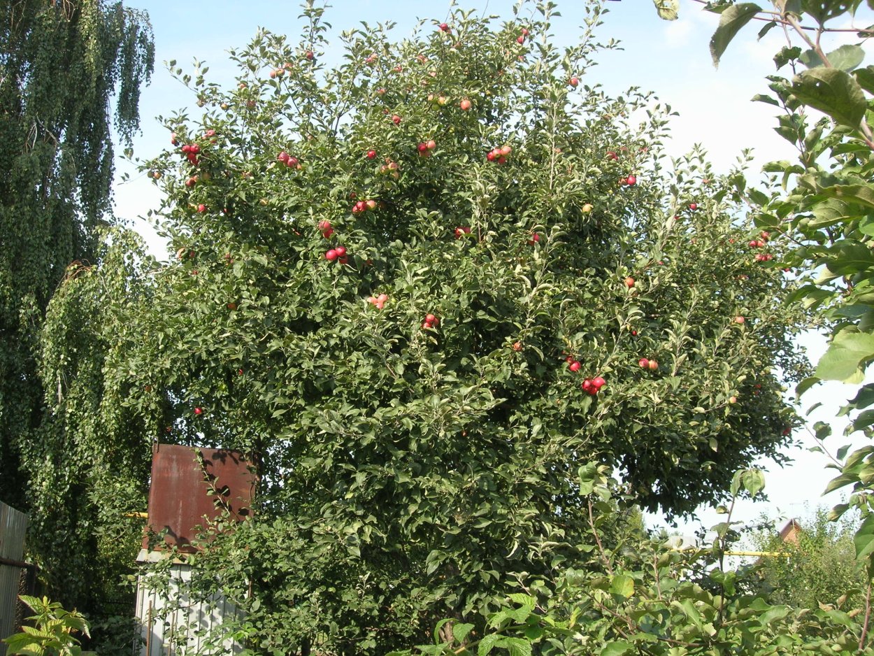 Отборные яблоки