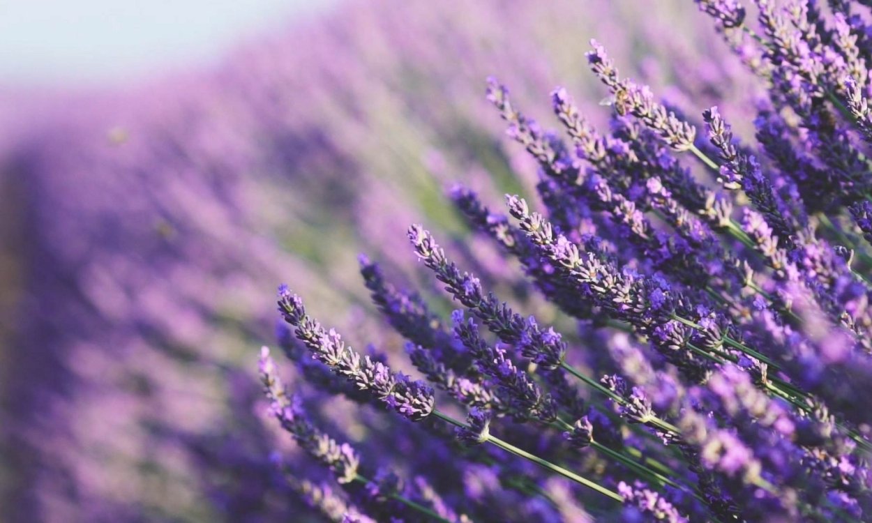 Эфирное масло шалфея