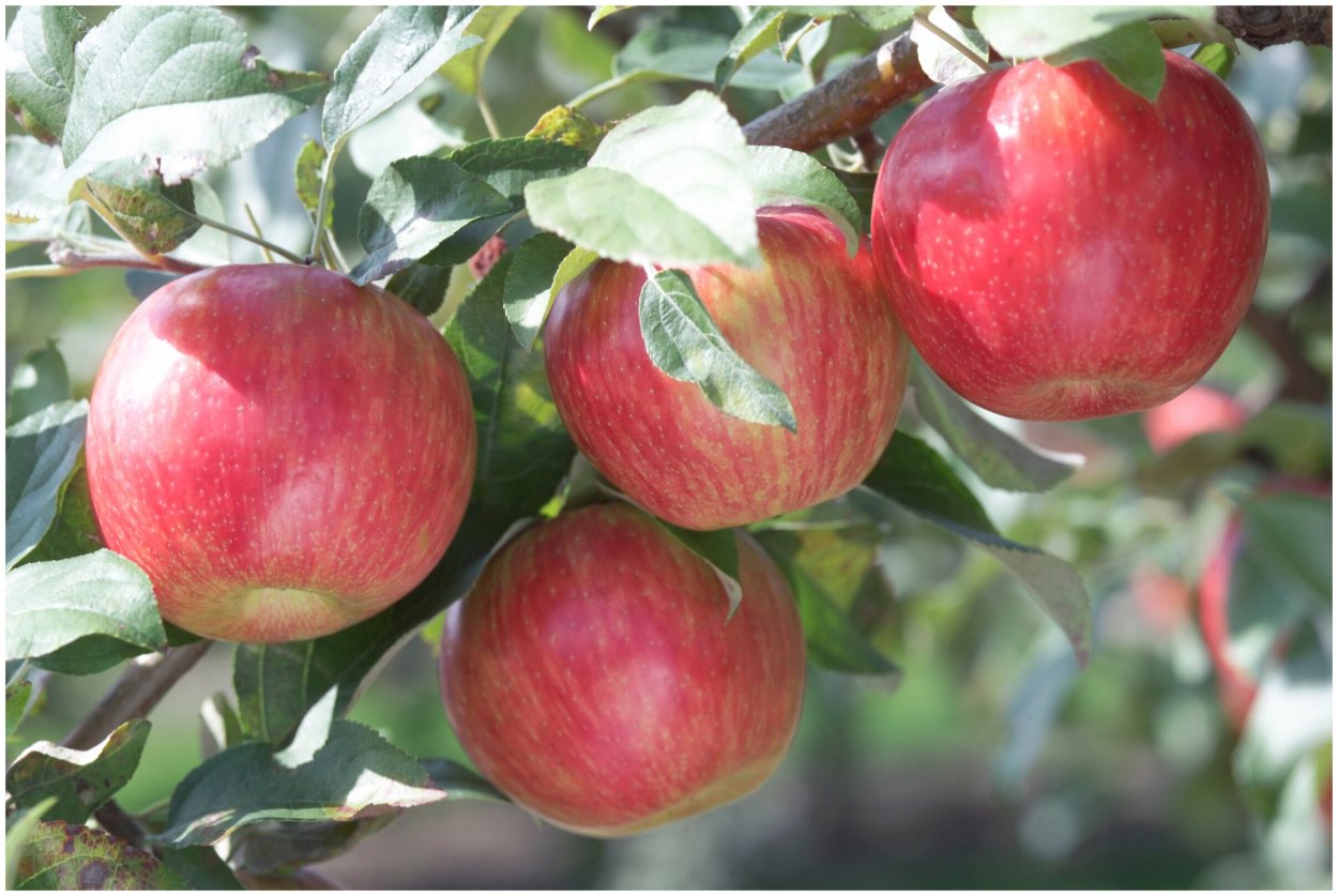 Сорт яблок Мантет