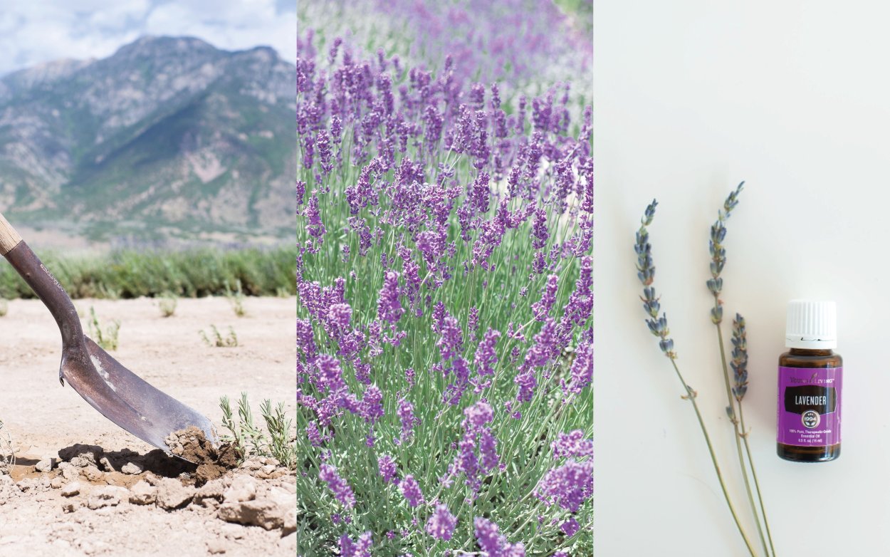 Лавандовая веточка