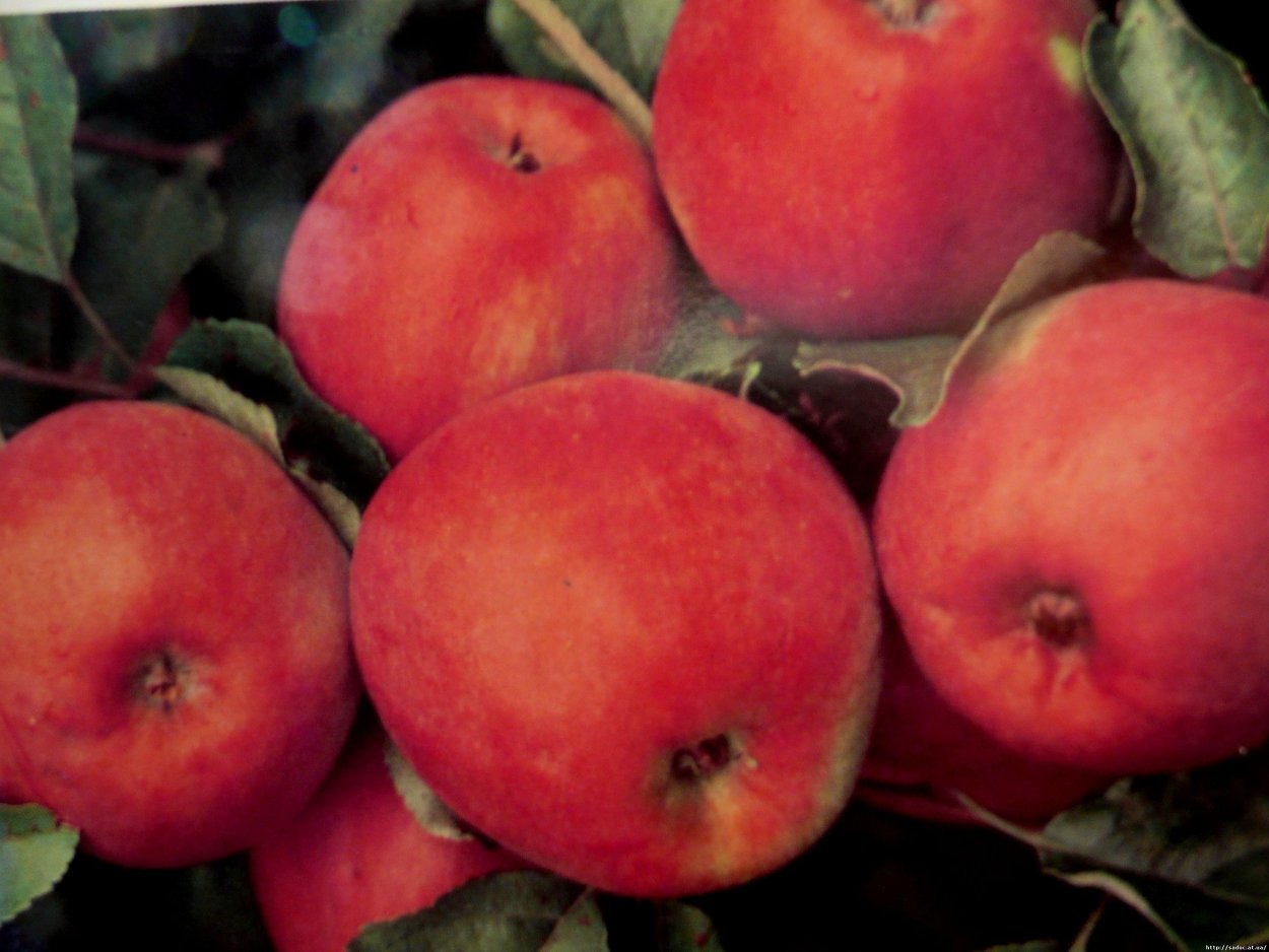 Сорт яблок Пепин Шафран