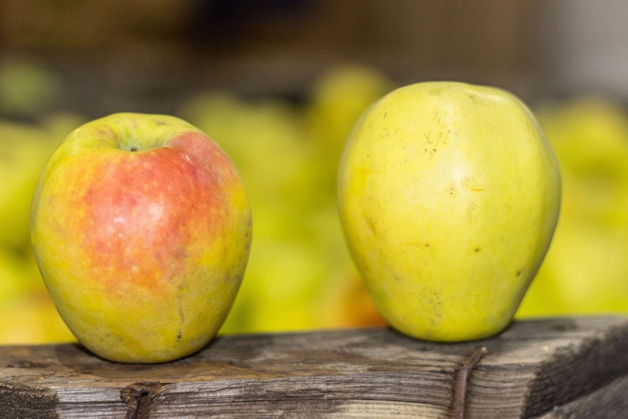 Пепин шафранный