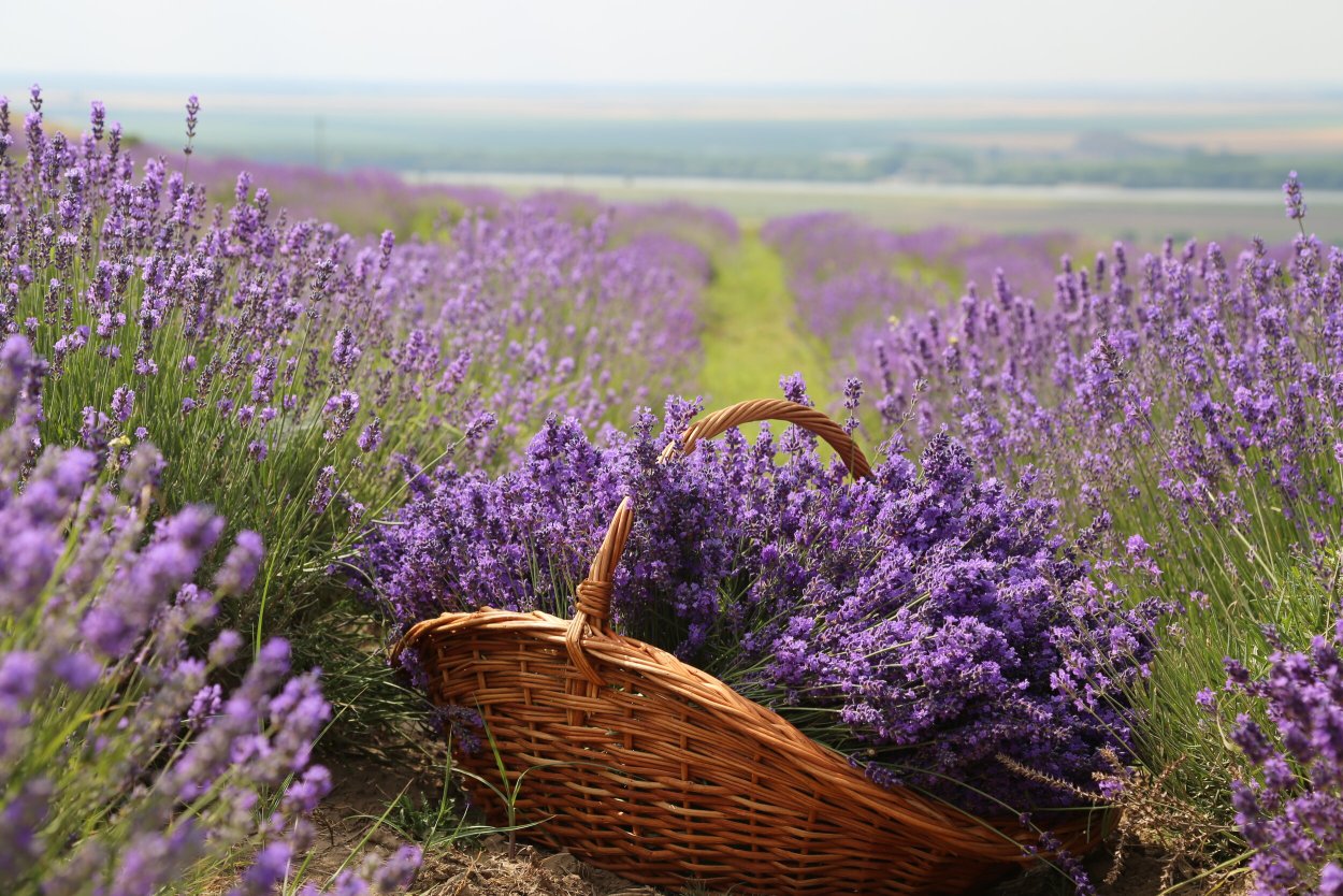 Рокарий с лавандой