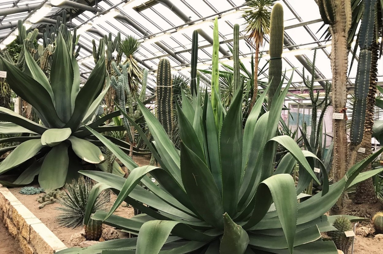 Агава Санкт-Петербург Ботанический сад